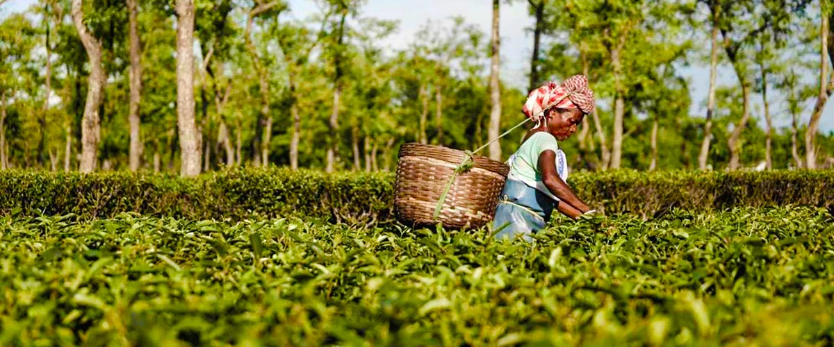 First Flush (Spring Harvest)